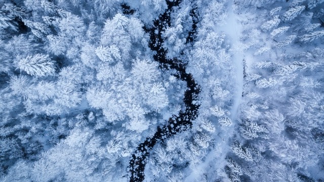 Snow covered winter forest aerial view