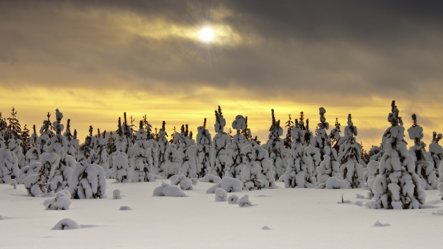 Snowy Trees Landscape