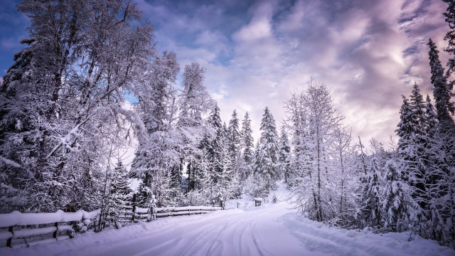 Snowy Trees Winter Road