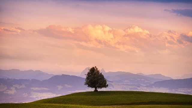 Solitude Tree Green Meadow