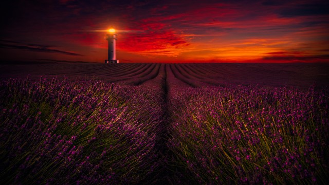 Sunset Lavender fields