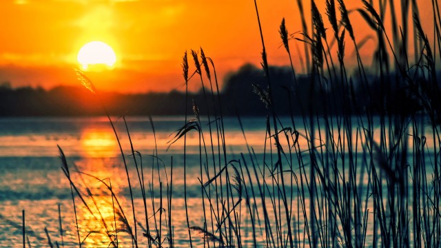 Sunsets over lakes with reeds