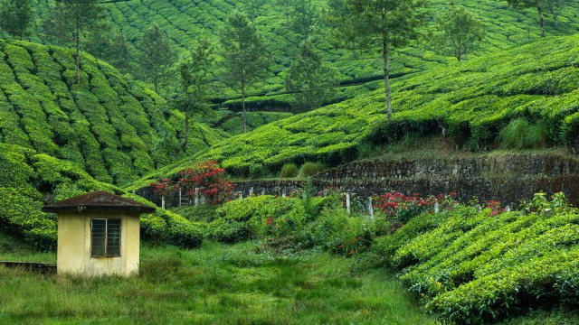 Tea Estate Hill Station