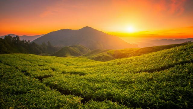 Tea form Cameron Highlands