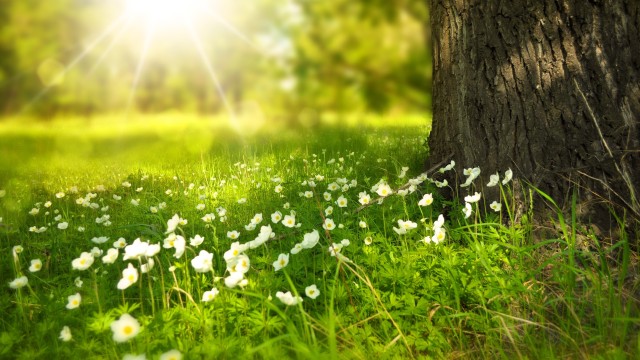 Tree Trunk Meadow