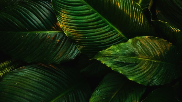 Tropical Green leaves