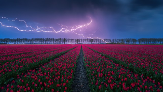Tulips field Lightning Strike