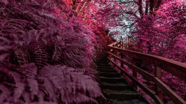 Wooden stairs Pink aesthetic