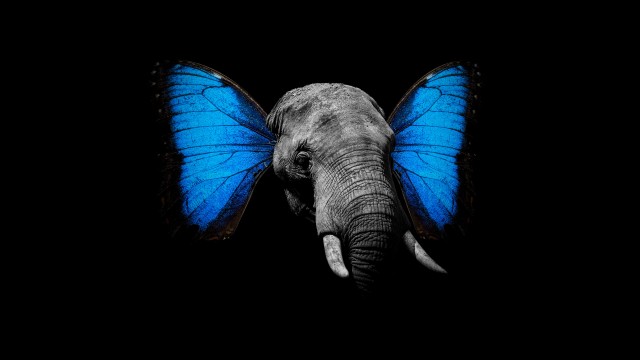 Elephant Butterfly