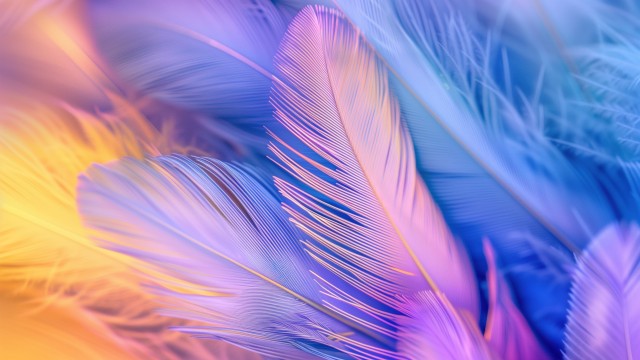 Feathers Aesthetic