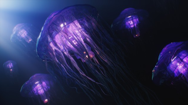 Jellyfishes Aesthetic