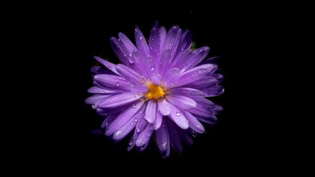 Aster flower Purple Flower