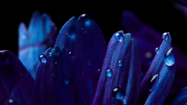 Blue flower Petals