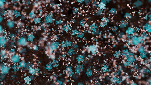 Blue flowers Floral Background