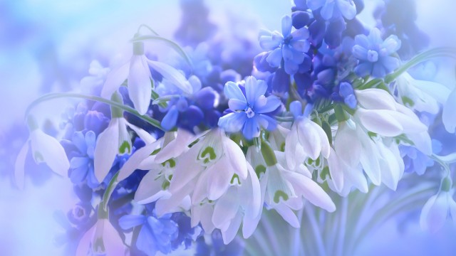 Blue flowers Hyacinth