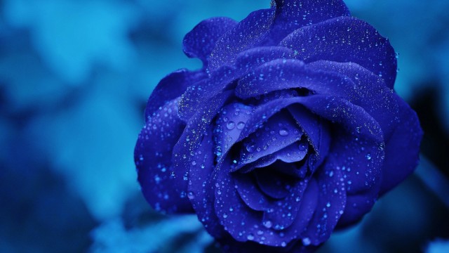 Blue rose Water drops