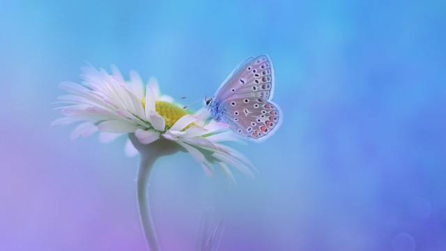 Butterfly Gradient background
