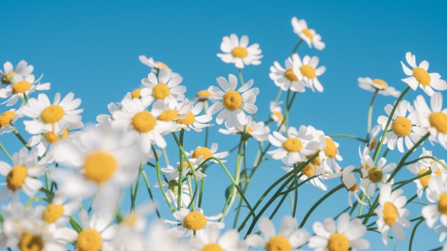 Chamomile flowers Aesthetic