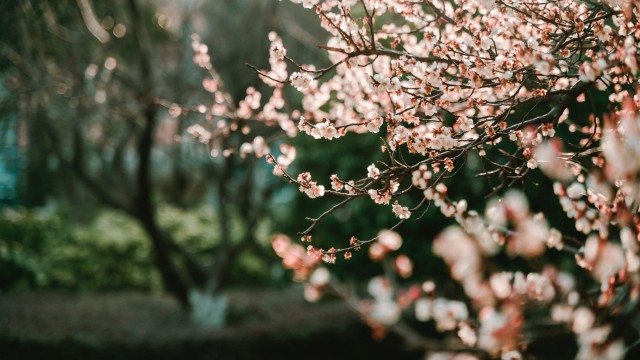 Cherry blossom Bokeh