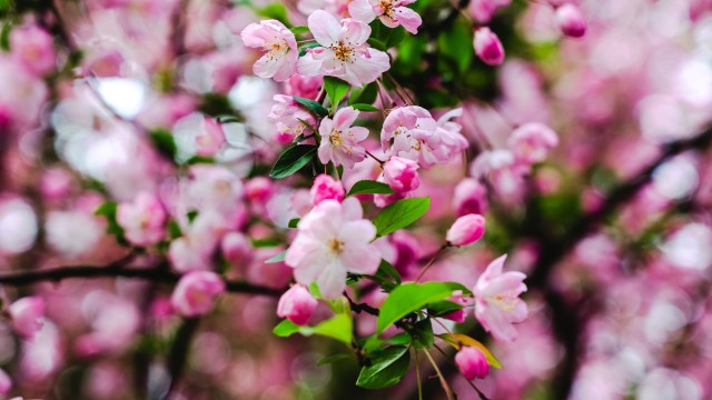 Cherry blossom Pink flowers