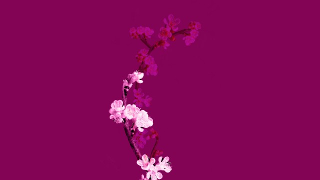 Cherry blossom Plum Velvet