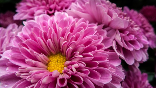 Chrysanthemum flowers Bloom