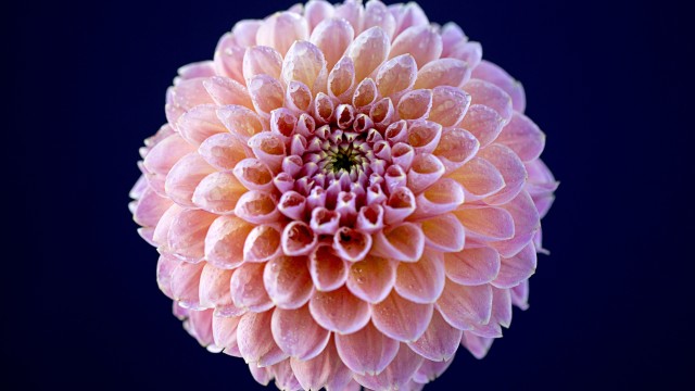 Chrysanthemum flowers Pink flower