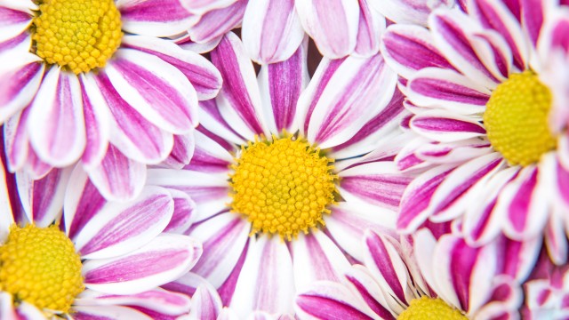 Chrysanthemum flowers Pink flowers
