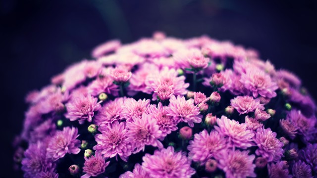 Chrysanthemum flowers Purple Flowers