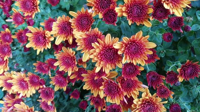 Chrysanthemum flowers Yellow