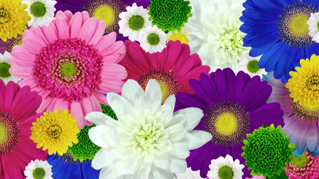 Colorful flowers Daisies