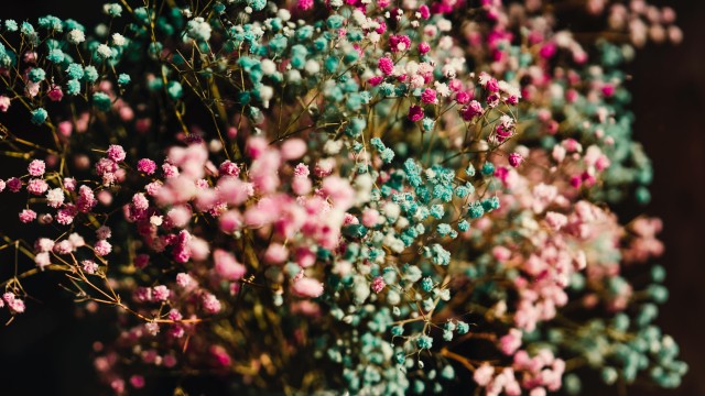 Colorful flowers Flower bouquet
