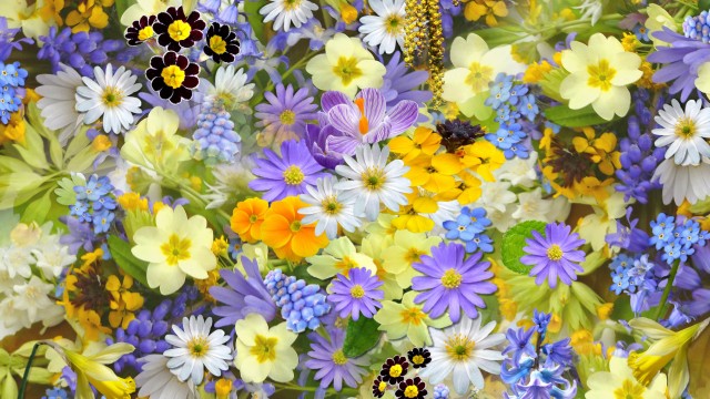 Colorful flowers Vivid