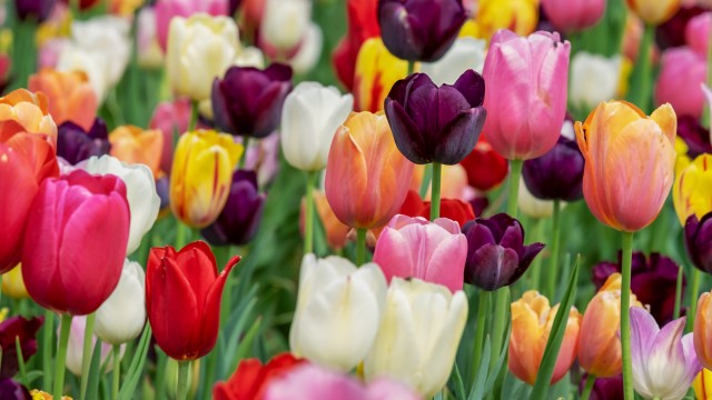 Colorful tulips in Bloom