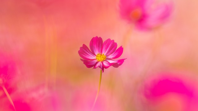 Cosmos flowers Pink flower