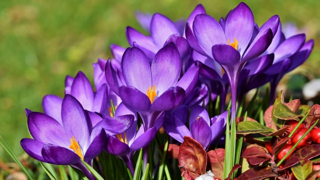 Crocus flowers Violet flowers