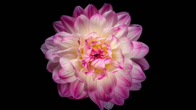Dahlia flower 5K