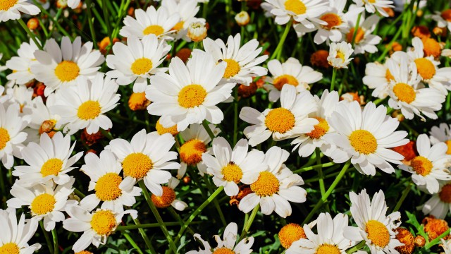 Daisies White flowers