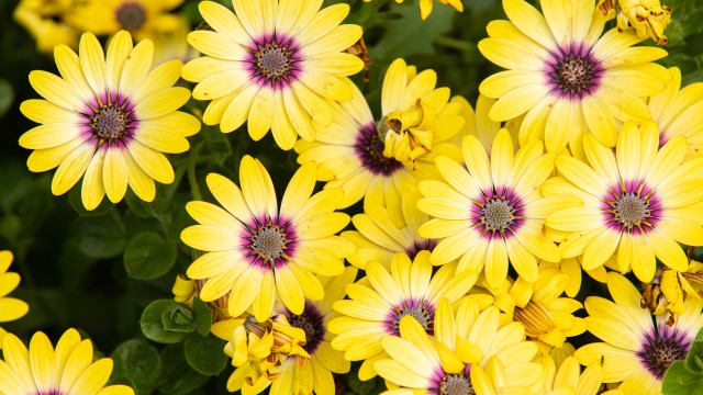 Daisies Yellow flowers