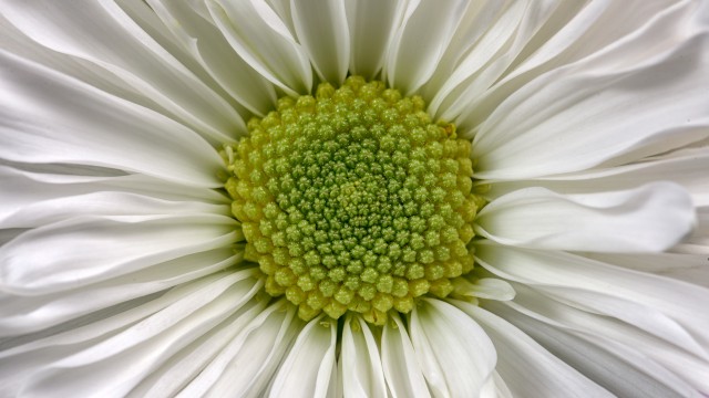 Daisy flower Macro