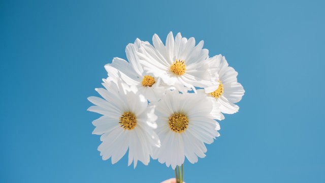 Daisy flowers Blue sky