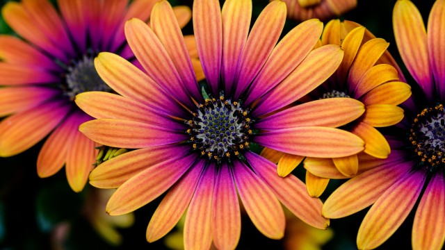 Daisy flowers Colorful flowers