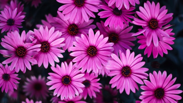 Daisy flowers Pink flowers