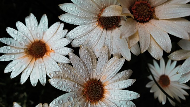 Daisy flowers White flowers