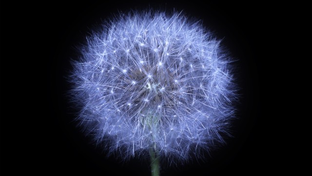 Dandelion flower Black background