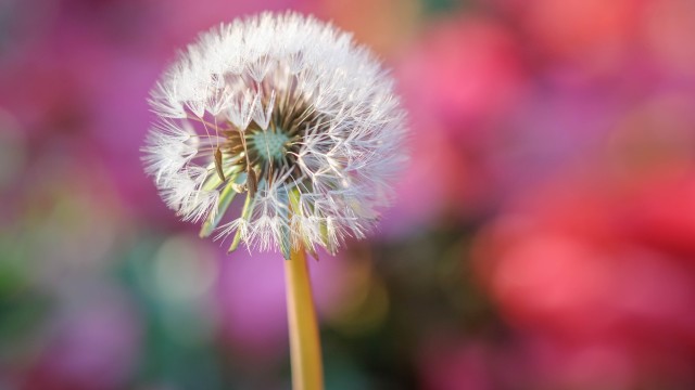 Dandelion flower Blur background