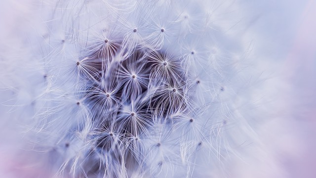 Dandelion flower White aesthetic