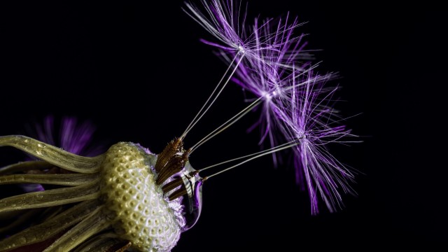 Dandelion flowers Black background