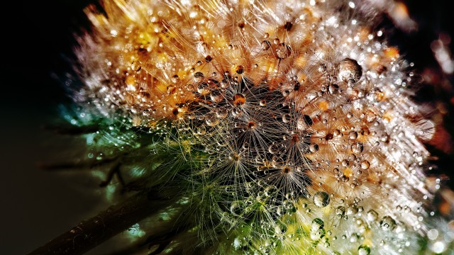 Dandelion flowers Closeup