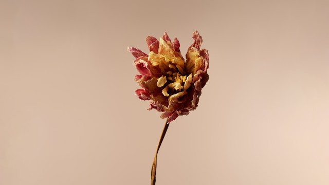 Dried Dahlia flower